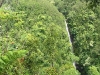 Akaka Falls State Park 21